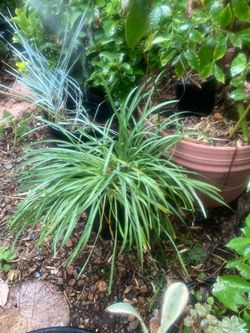 Society Garlic 5gl organic