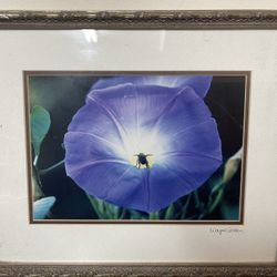 Photograph of Morning  Glory with Bee Inside