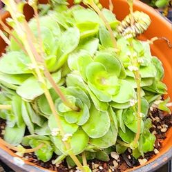 Succulents Plants Crassula Rose Cluster Is Flowering  1 Available In Gallon Pot