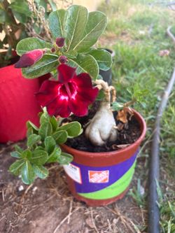 Plants #1