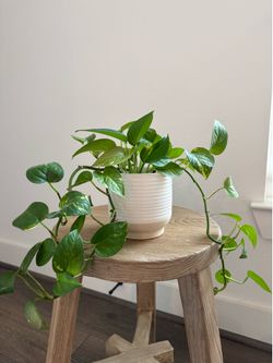 Golden Pothos with Pot