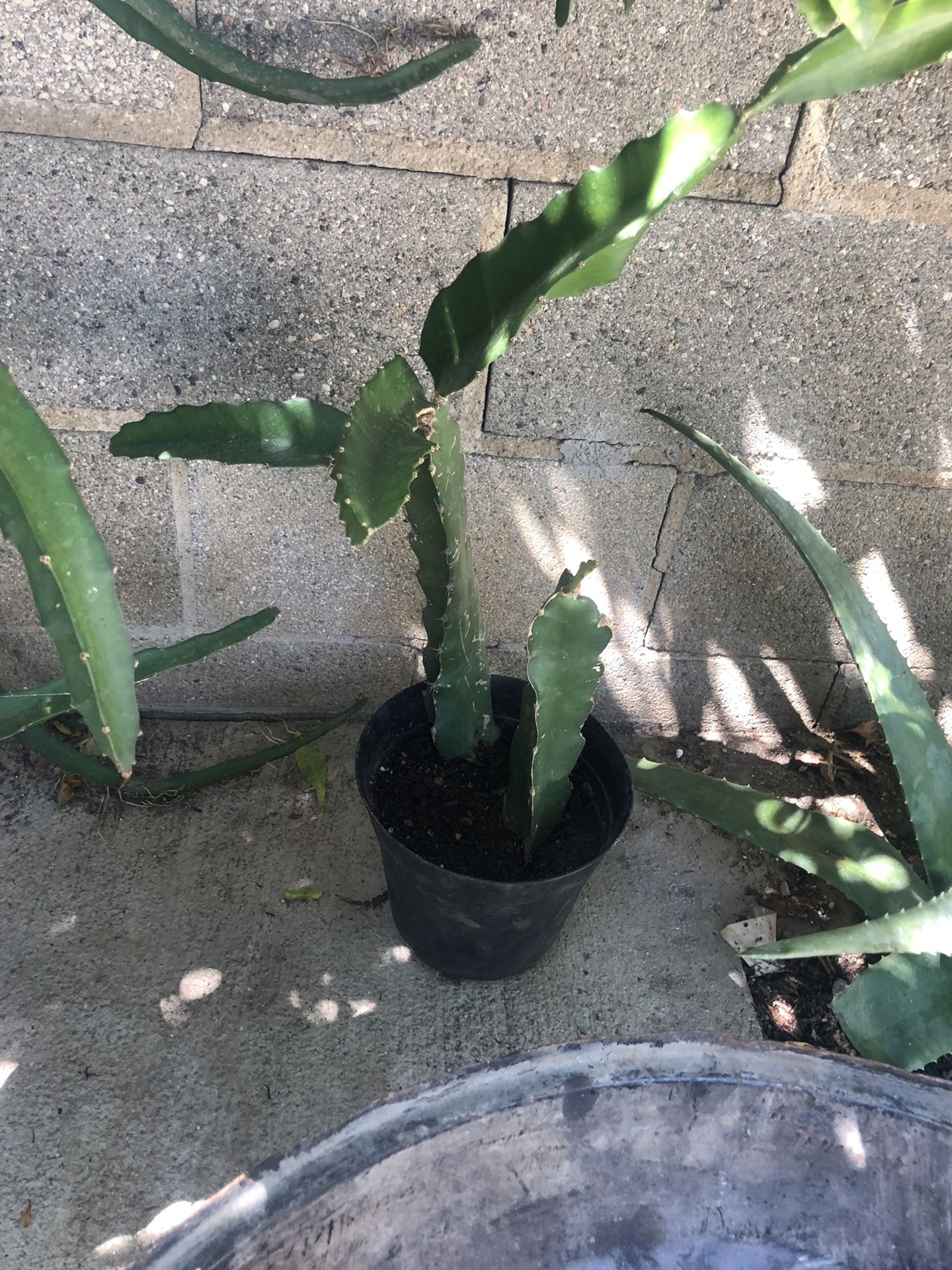 Dragon fruit plants!planta de pitayas
