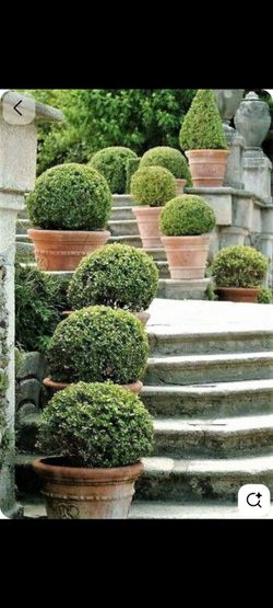 Six pack boxwood plants on second picture ...Paquetes de 6 plantitas boxwood en Segunda foto