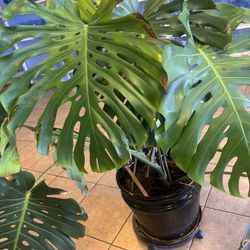 Monstera Plant