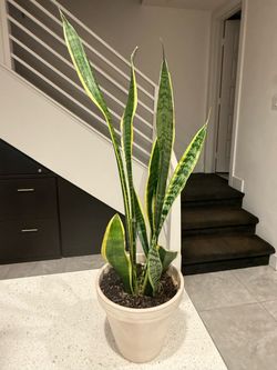 Large Snake Plant in grayish terracotta pot