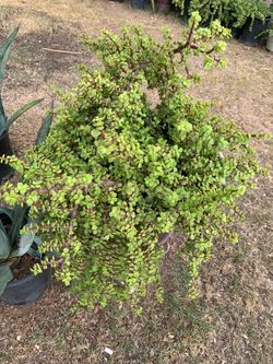A Spotlight On Our Elephant Food Plants