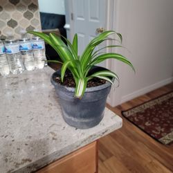 Chlorophytum (Spider Plant)