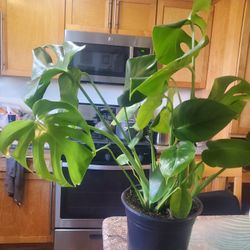 Healthy Monstera Deliciosa Plant