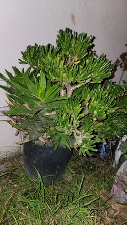 Succulents 