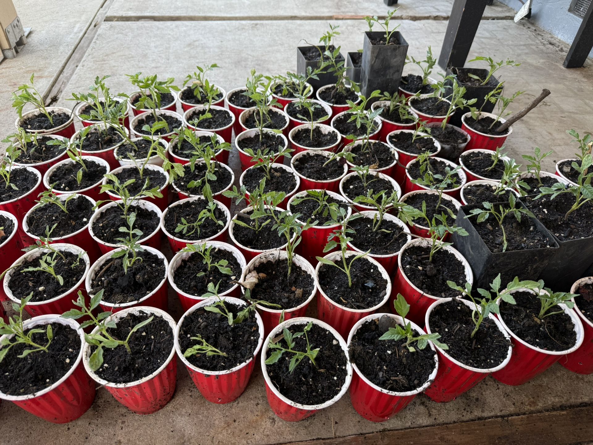 Tomato Plant For Sale