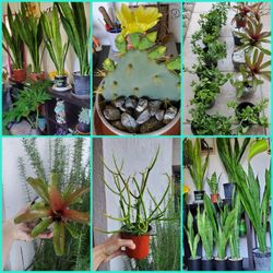 Plants. Cactus 🌵 Succulents 