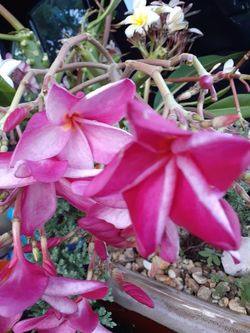 Colorful plumeria cuttings with flowers intact ready to plant
