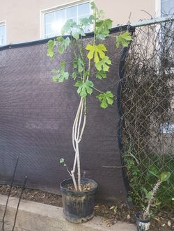 PLANTA DE CHAYA