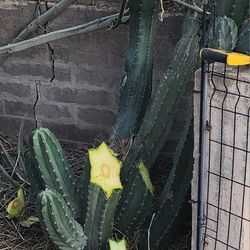 Large Cactus Cuttings 1ft -7ft