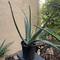 Aloe Vera plants!