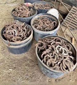 Horse shoes cheap