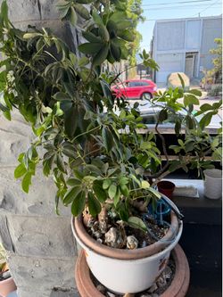 Huge plant