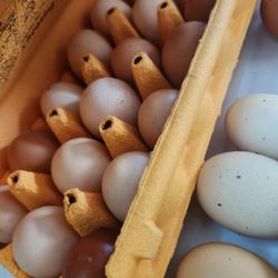 Fresh Eggs 