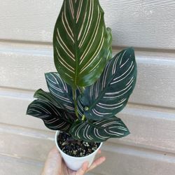 4” calathea ornata