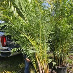 huge arecas podocarpus over 8 to 9 feet tall Instant privacy Hedge