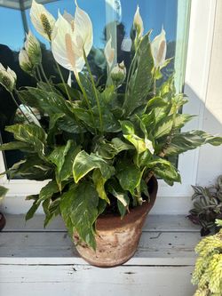 BEAUTIFUL LILYS PLANT