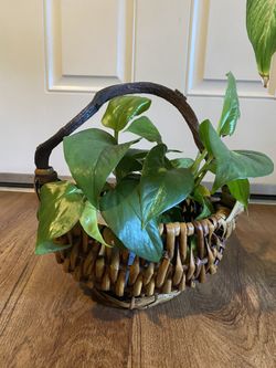 Basket/planter (plant not included)