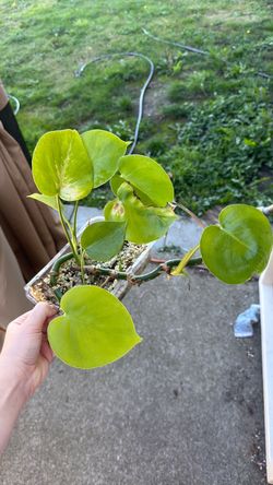 Monstera cuttings