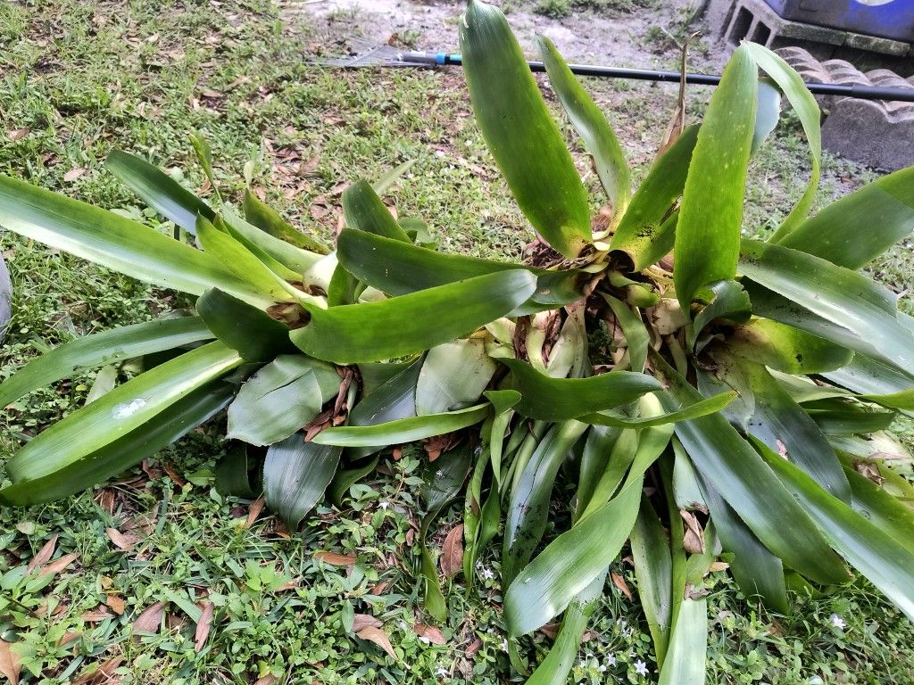 Bare Root Plant Sale $15