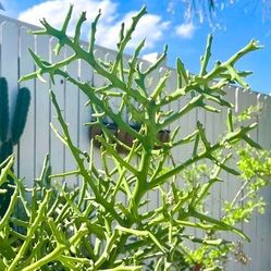 Rare Euphorbia "Briar Patch" Hybrid Succulents - ( Tirucalli x Stenoclada ) 🌵