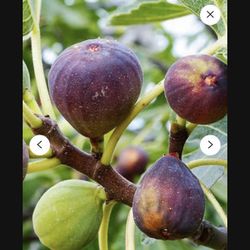 Celeste Brown Fig Fully Grown Plant In 3 Gallon Pot