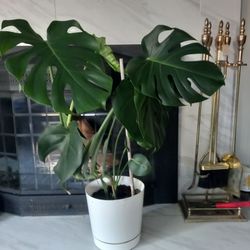 Monstera Deliciosa Live Plant in White Pot