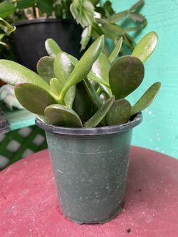 Jade Suculent