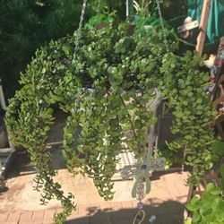 New 15in Wide Hanging Pot With Small Ear Elephant Food Plant.