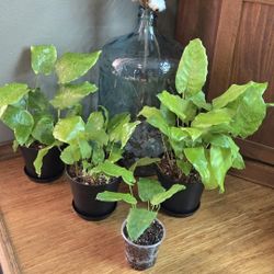 Calathea Musaica Plant