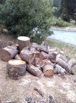 Wood Logs 🪵🔥