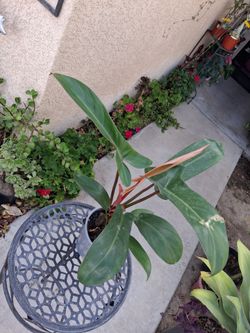 Philodendron Florida BRONZE Plant $25