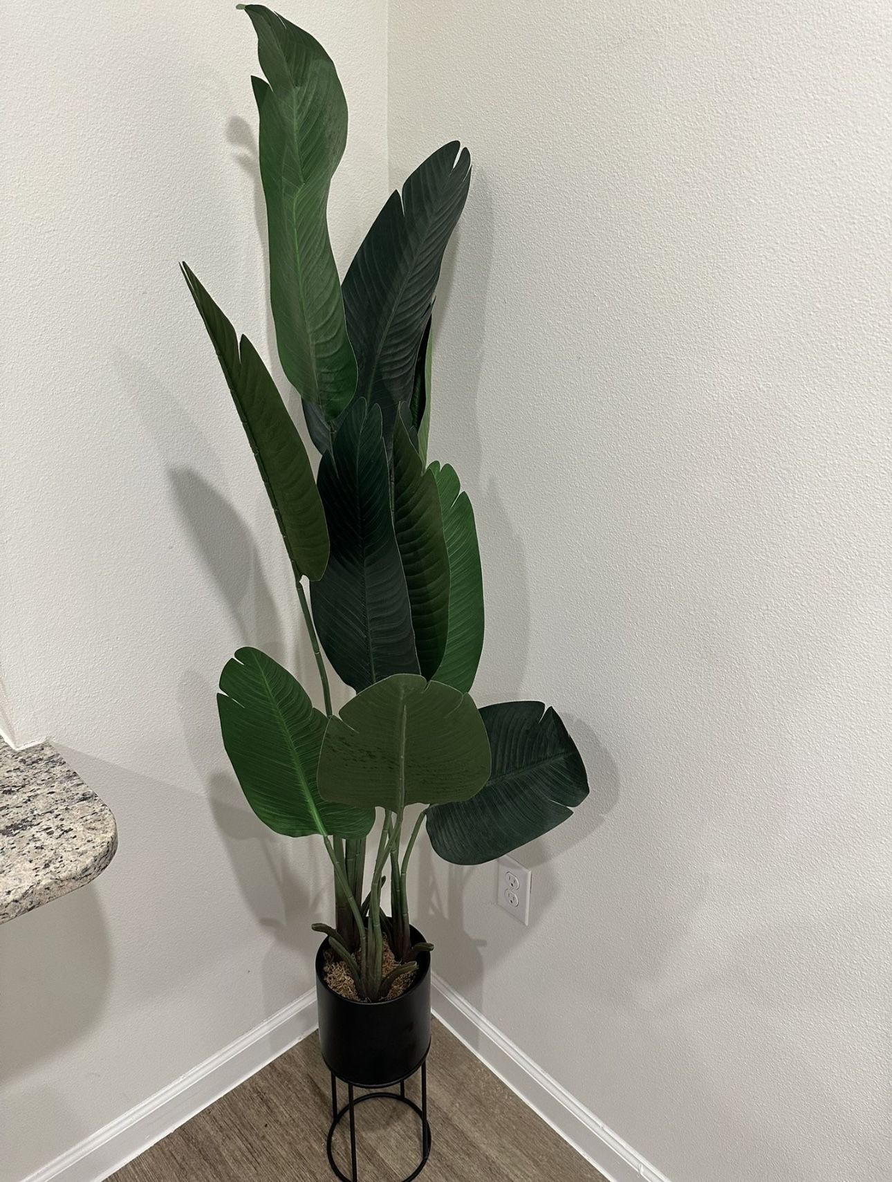 Plant For Sale