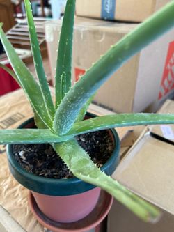 Aloe Vera Barbadensis Succulent
