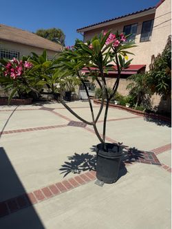 Hawaiian plant height six feet