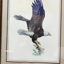 Framed Bald Eagle Print by Hugh Hirtle  (Framed 24”x30”)