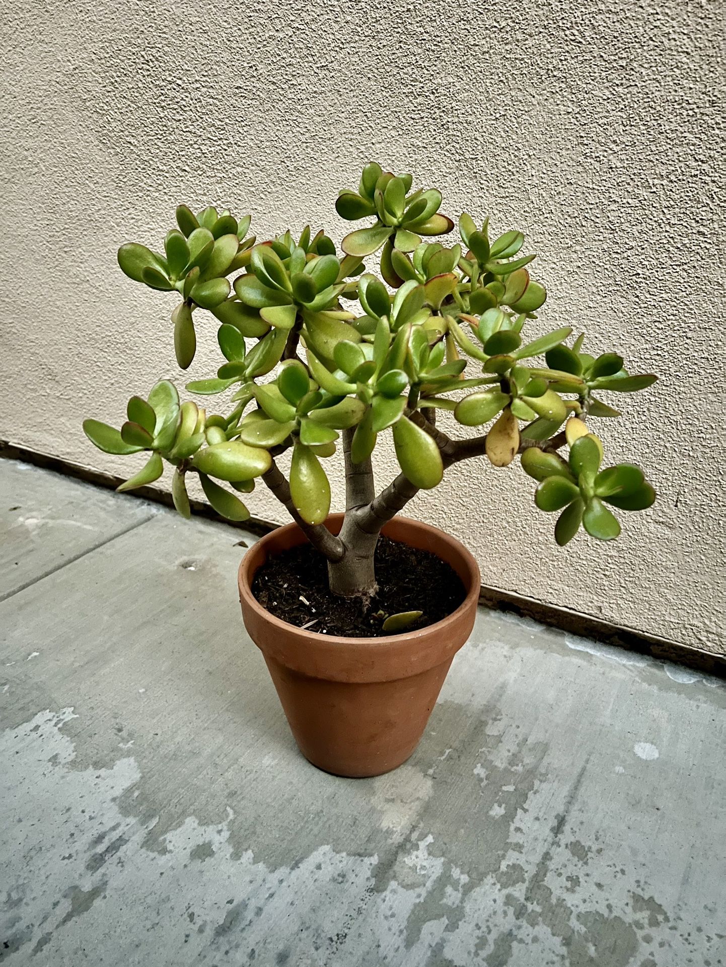 Jade Plant - Succulent (money Tree)