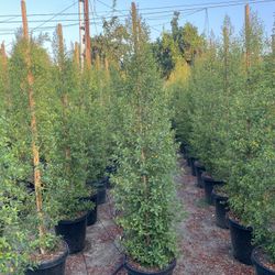 Eugenia Privacy Hedge 
