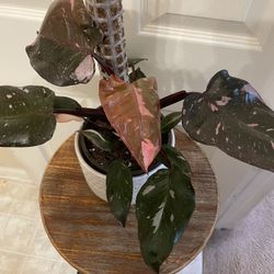 Philodendron “Pink Princess” | Variegated Tropical Plant | On Moss Pole | 6” Planter | 12”H x 15”W
