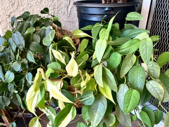 Cebu Blue Pothos