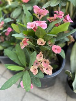Planta De Corona De Cristo Flor Jumbo , En Maceta De 5 Gallone