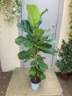 Ficus Lyrata Fiddle Leaf Fig Tree House Plant 8.5” Pot