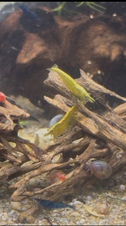 Aquarium Decor Aquascaping