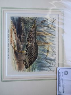 Wilhelm Kuhnert Antique Print Original Engraving