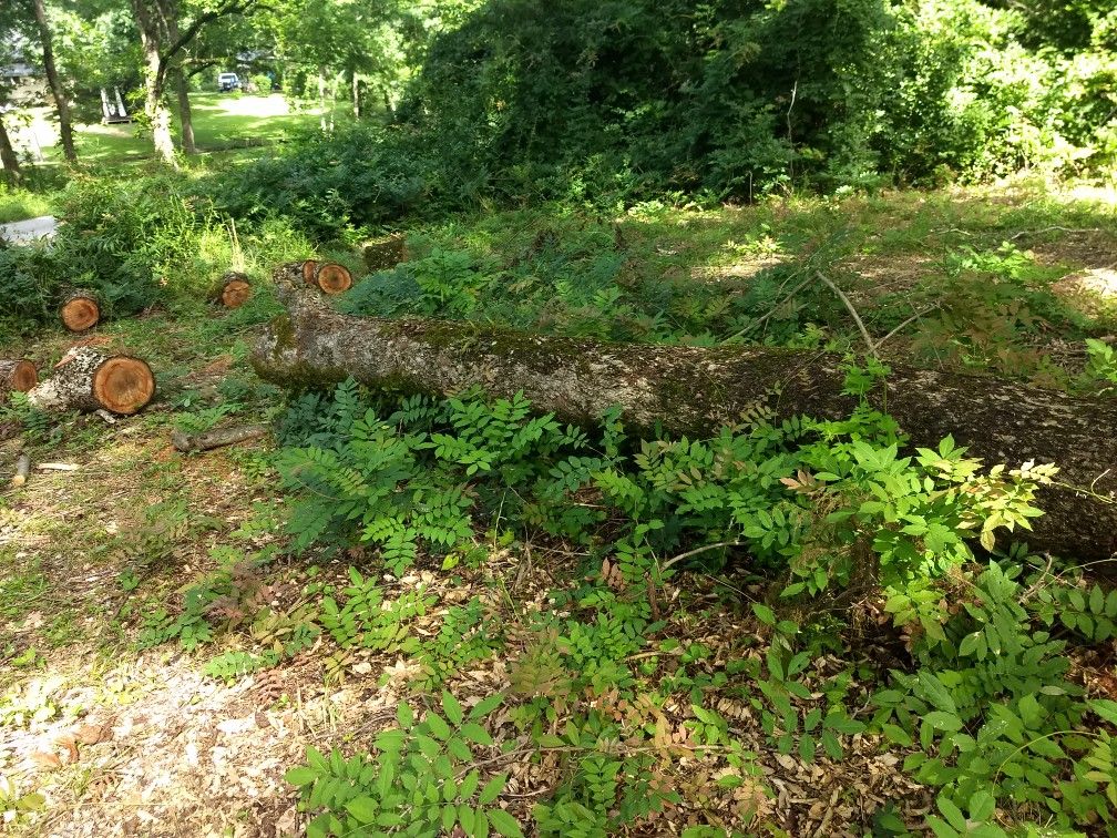 Free Pecan Wood
