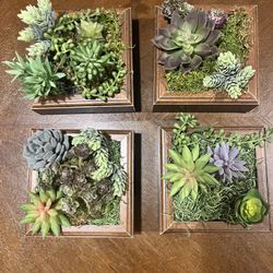 Custom Succulents